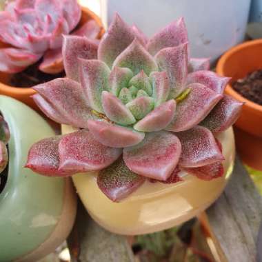 Echeveria 'Gilva Red'