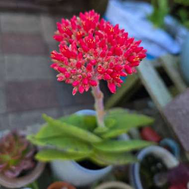 Crassula 'Propeller Plant'