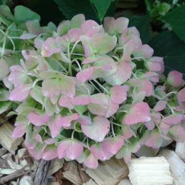 Hydrangea 'Endless Summer'