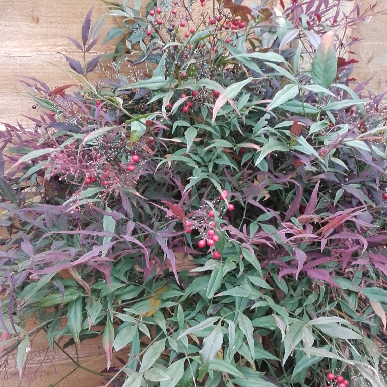 Plant image Nandina domestica 'Twilight'