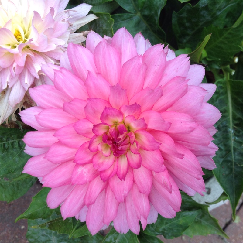 Dahlia 'Barry Williams', Dahlia 'Barry Williams' (Decorative ...