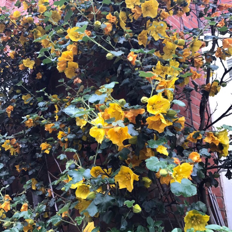 Plant image Fremontodendron 'California Glory'