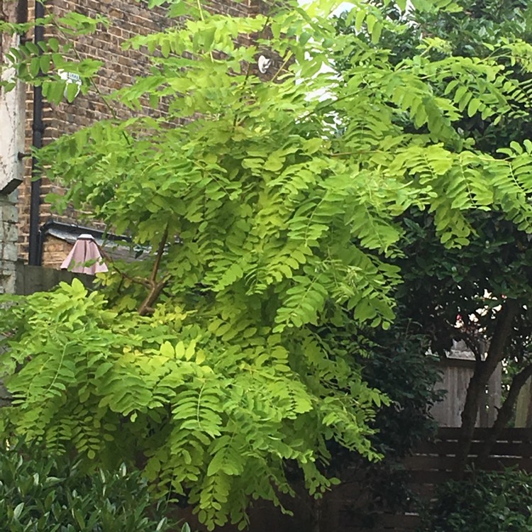 Plant image Robinia pseudoacacia 'Frisia'