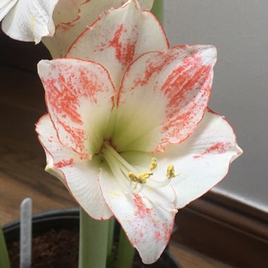 Hippeastrum 'Picotee'