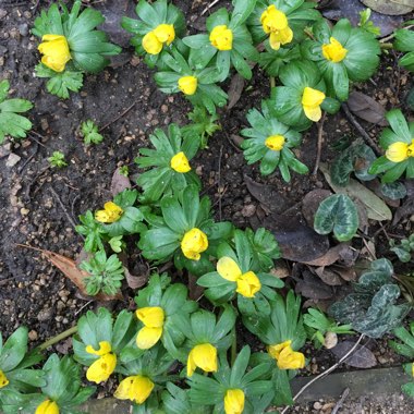 Winter Aconite