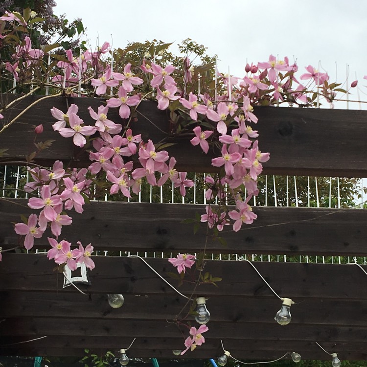 Plant image Clematis recta 'Purpurea'