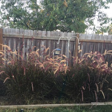 Crimson Fountain Grass