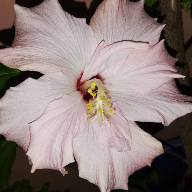 Plant image Hibiscus rosa-sinensis 'Adonicus Pearl'