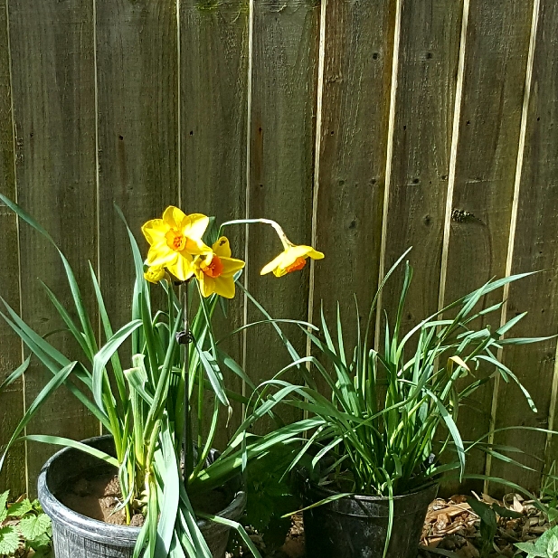 Plant image Narcissus 'Golden Dawn'