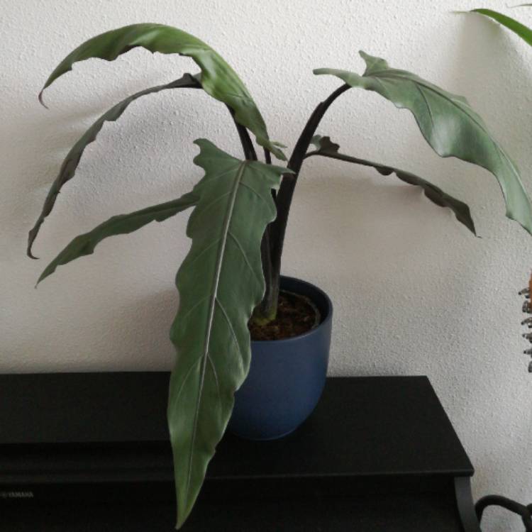 Plant image Alocasia lauterbachiana