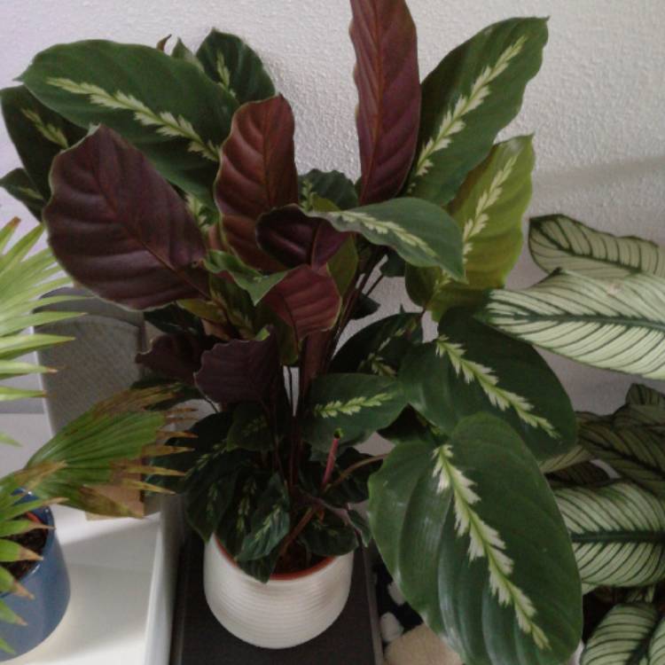 Plant image Calathea 'Maui Queen'