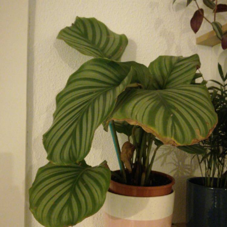 Plant image Calathea Orbifolia