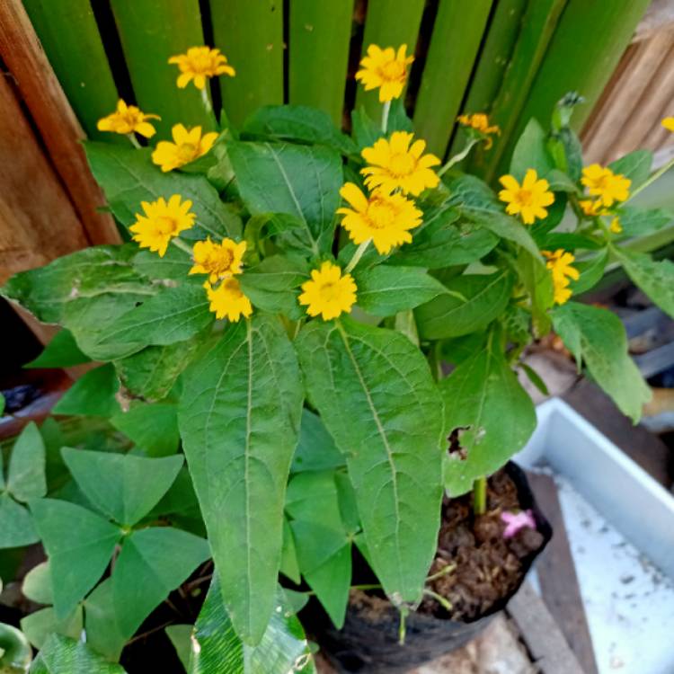 Plant image Sanvitalia procumbens