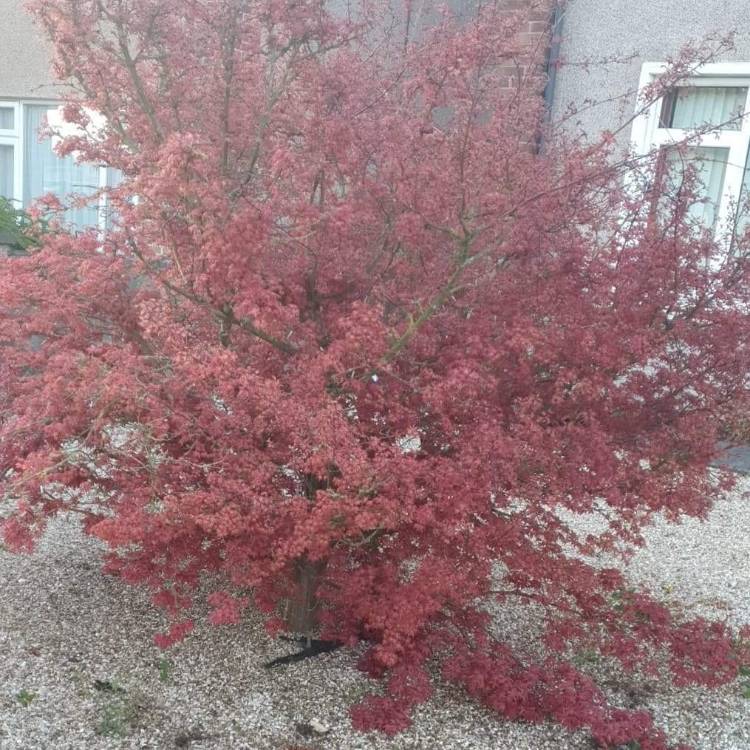 Plant image Acer palmatum 'Hana matoi'