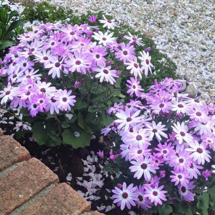 Plant image Aster novi-belgii 'Eventide'