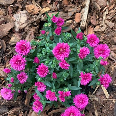 China Aster