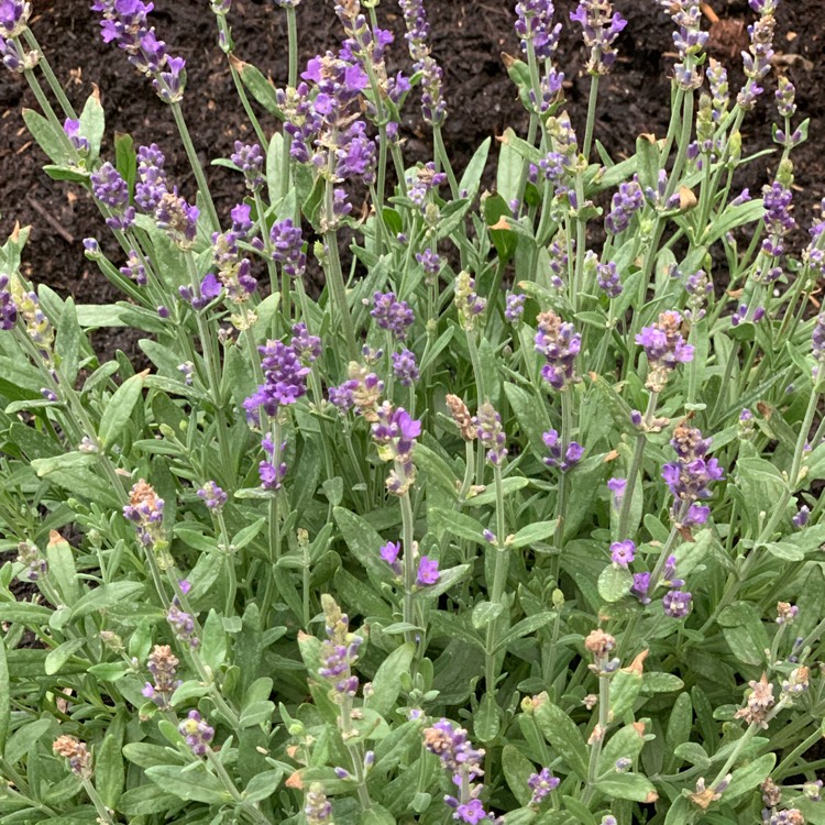 Plant image Lavandula angustifolia 'Lady'