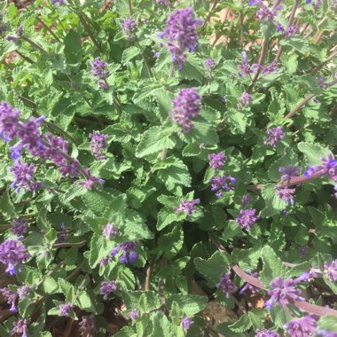 Catmint