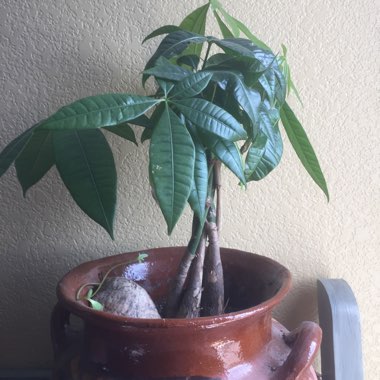 Money Tree Plant