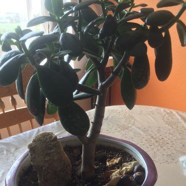 Jade Plant