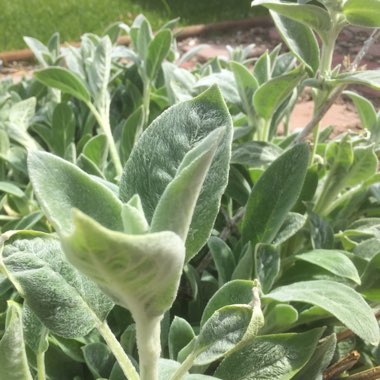 Lambs Ear 'Helen Von Stein'