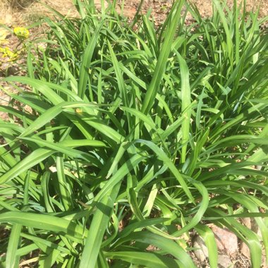 Lily (Asiatic)