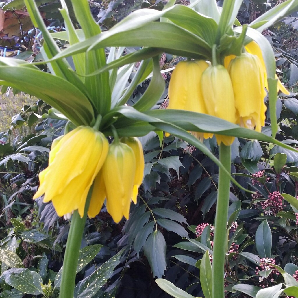 Crown Imperial 'Maxima Lutea'