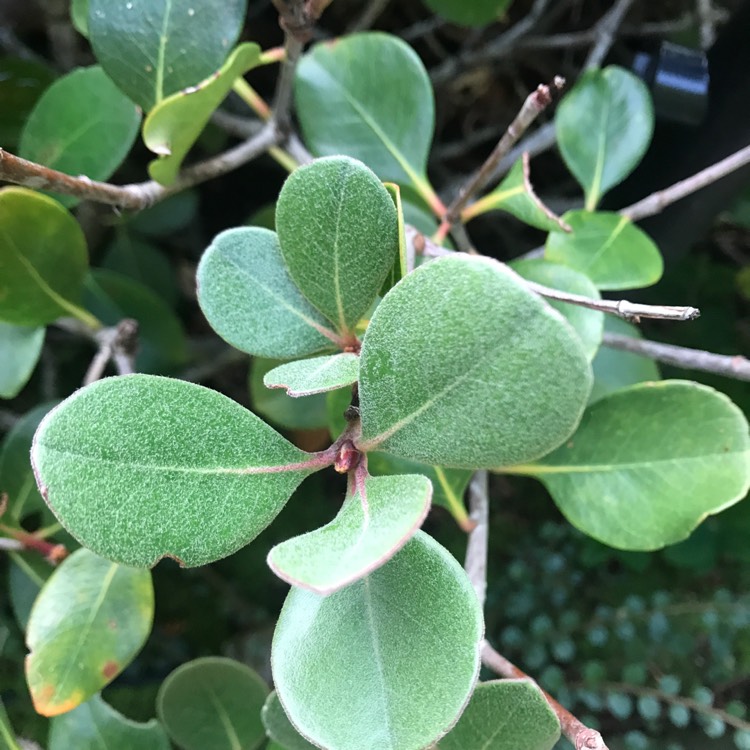 Plant image Rhaphiolepis indica