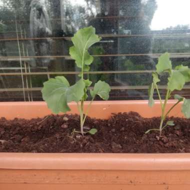 Broccoli 'Purple Sprouting'