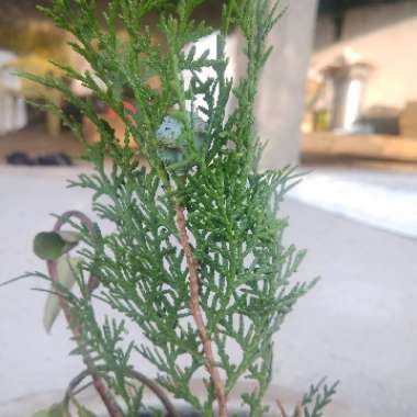 Common juniper