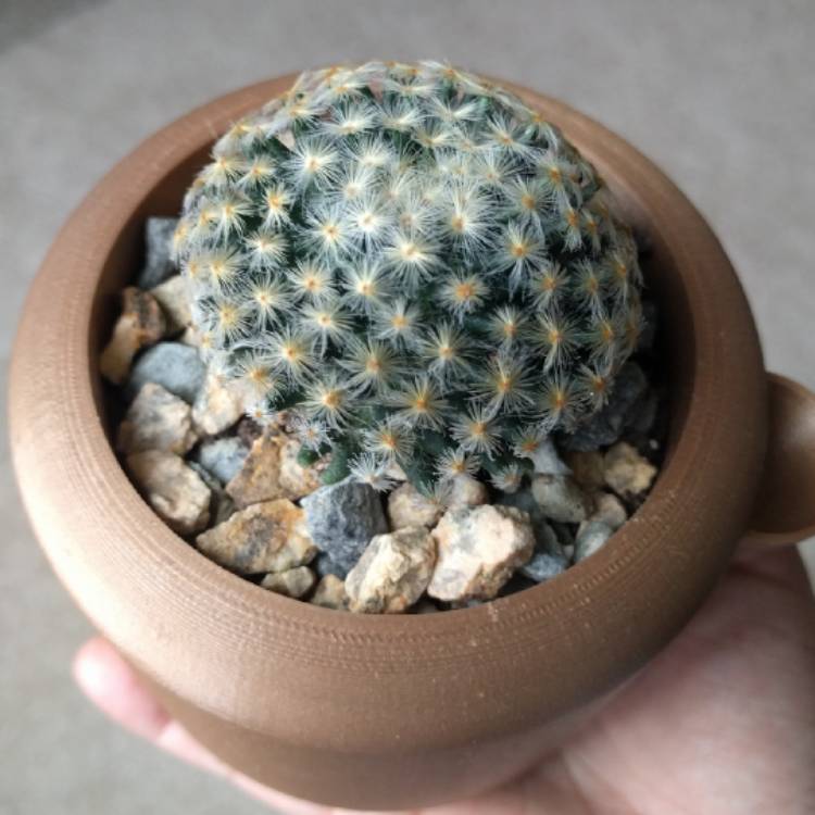 Plant image Mammillaria schiedeana