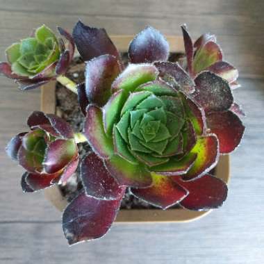 Aeonium Arboreum 'Velour'