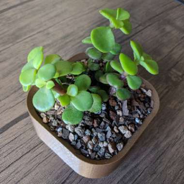 Portulacaria afra 'Variegated'