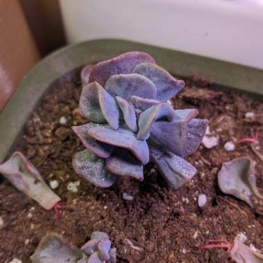 Echeveria 'Cubic Frost'