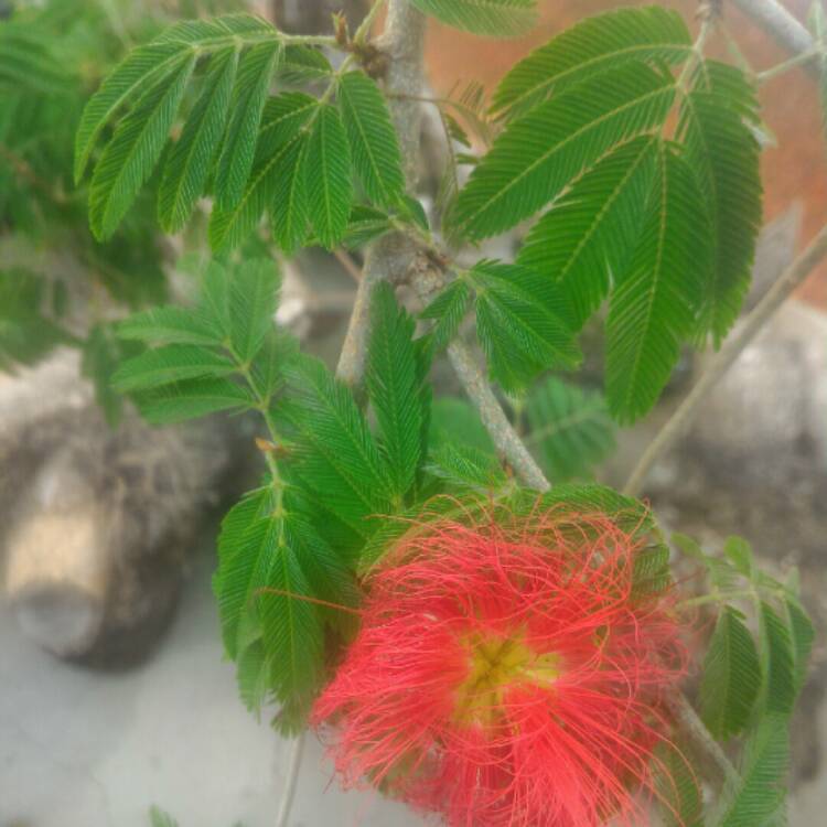 Plant image Calliandra tweediei