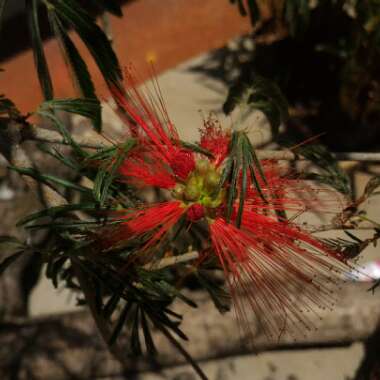 Calliandra tweediei