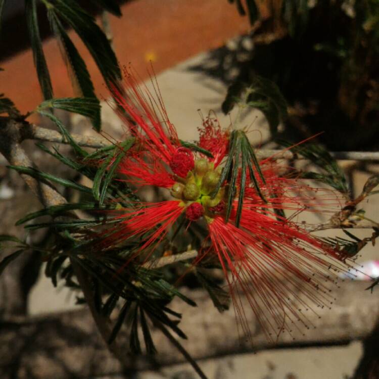 Plant image Calliandra tweediei