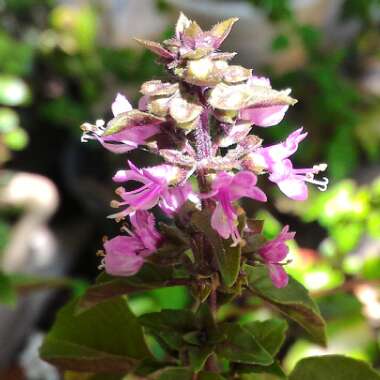 Purple Basil