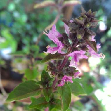 Purple Basil