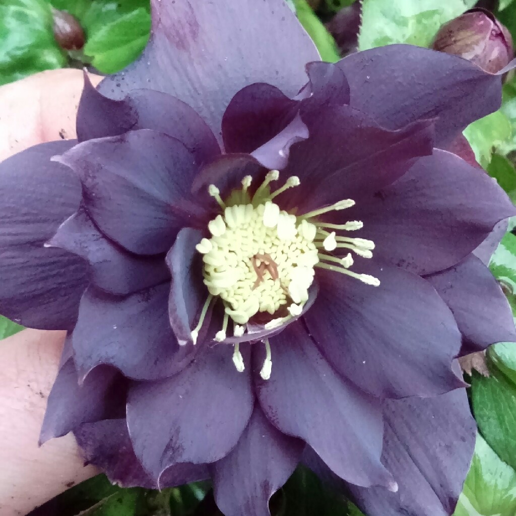 Plant image Helleborus x hybridus 'Harvington Double Chocolate'