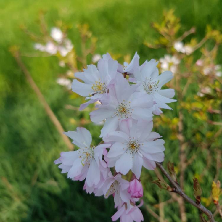 Plant image Prunus x subhirtella 'Autumnalis'