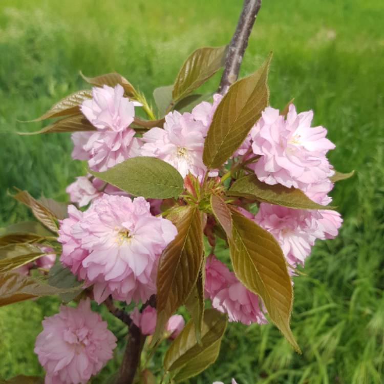 Plant image Prunus 'Kanzan'