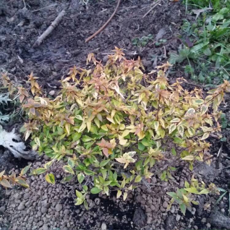 Plant image Linnaea x grandiflora 'Kaleidoscope' syn. Abelia x grandiflora 'Kaleidoscope'