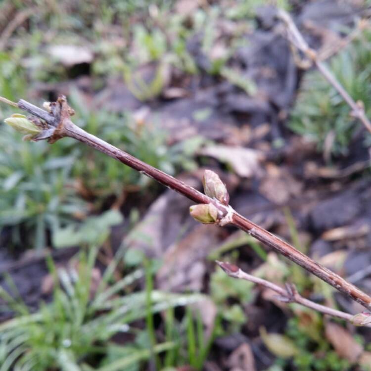 Plant image Lonicera caerulea var. kamtschatica