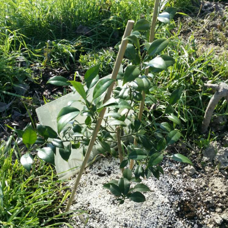 Plant image Citrus Junos (Citrus Ichangensis x Citrus Reticulata var. Austera)