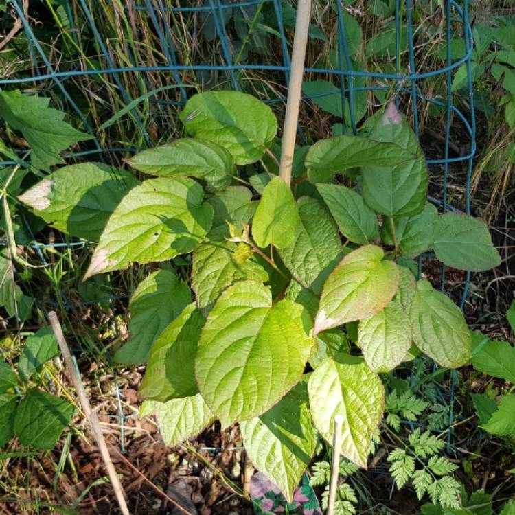 Plant image Actinidia kolomikta syn. Actinidia maloides