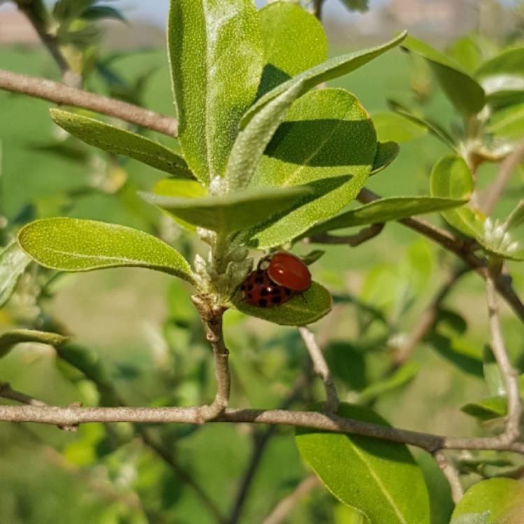 Plant image Elaeagnus umbellata