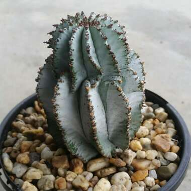 Euphorbia polygona 'Snowflake'