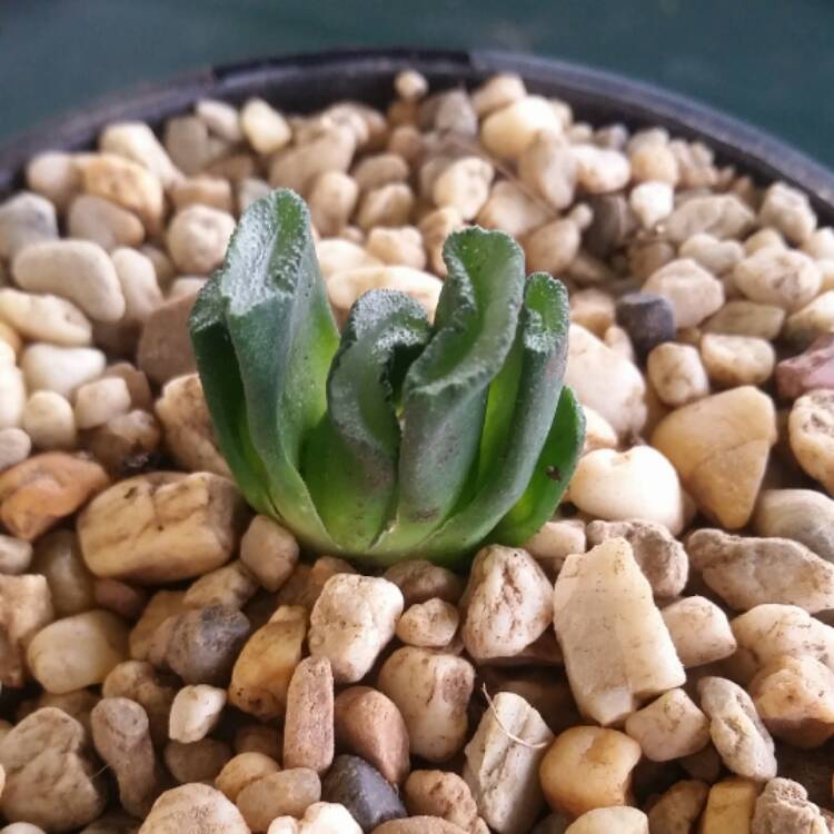 Plant image Haworthia truncata hybrid