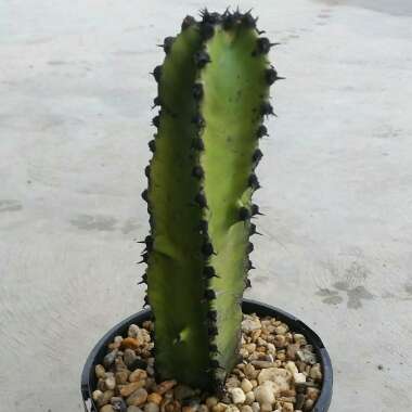 Euphorbia Canariensis